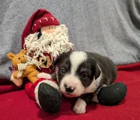 Archer, a male Miniature Australian Shepherd for sale in De Kalb, TX – Photo 8 of 8