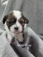 Miss Gray, a female Shih Tzu for sale in Eldora, IA – Photo 2 of 2