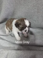 Miss Gray, a female Shih Tzu for sale in Eldora, IA – Photo 1 of 2