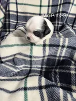 Mr. Pink-B, a male Shih Tzu for sale in Eldora, IA – 1 of 2