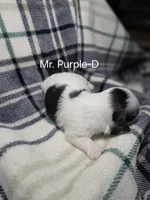 Mr. Purple-D, a male Shih Tzu for sale in Eldora, IA – 2 of 2