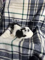 Mr. Lavender-L, a male Shih Tzu for sale in Eldora, IA – 2 of 2
