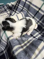 Mr. Sky Blue-D, a male Shih Tzu for sale in Eldora, IA – 2 of 2