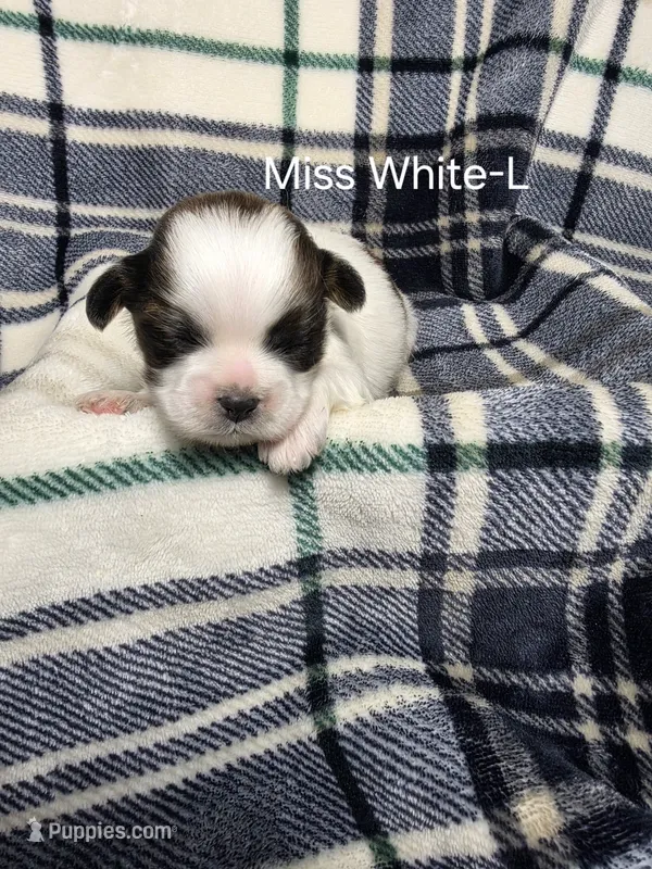 Miss White-L – Shih Tzu puppy for sale in Eldora, IA
