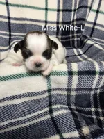 Miss White-L, a female Shih Tzu for sale in Eldora, IA – 1 of 2