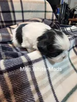 Miss White-Mads, a female Shih Tzu for sale in Eldora, IA – 2 of 2