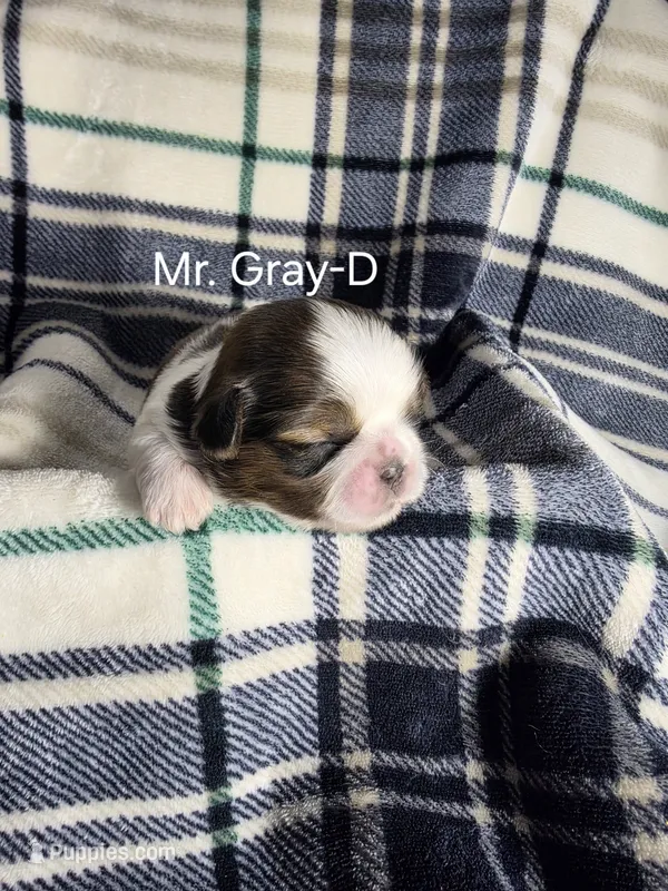 Mr. Gray-D – Shih Tzu puppy for sale in Eldora, IA