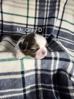 Mr. Gray-D, a male Shih Tzu for sale in Eldora, IA – 1 of 2