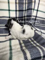 Miss Hot Pink-L, a female Shih Tzu for sale in Eldora, IA – 2 of 2