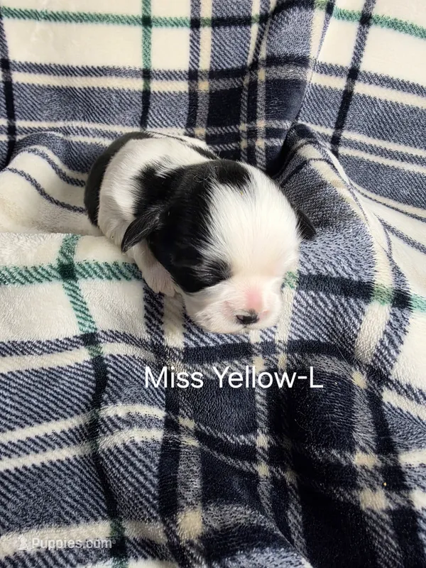 Miss Yellow-L – Shih Tzu puppy for sale in Eldora, IA