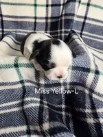Miss Yellow-L, a female Shih Tzu for sale in Eldora, IA – 1 of 2