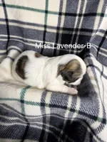 Miss Lavender-B, a female Shih Tzu for sale in Eldora, IA – 2 of 2