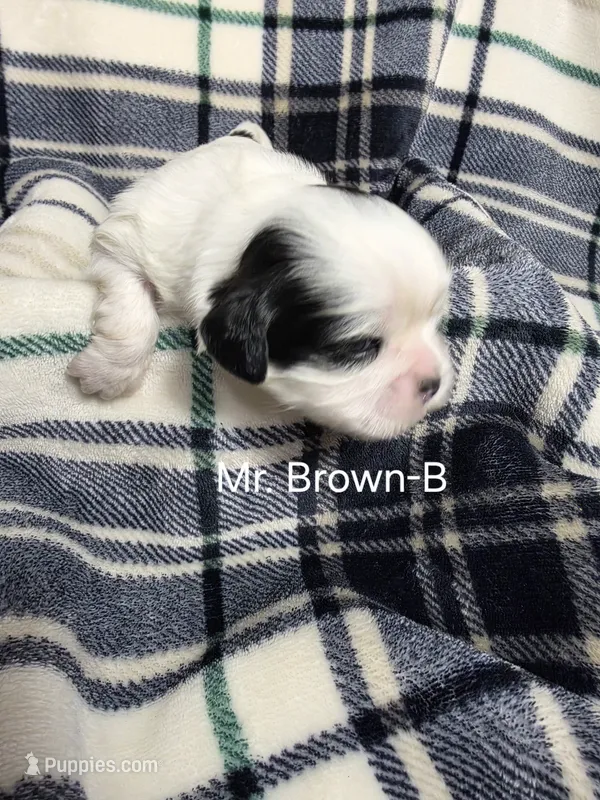 Mr. Brown-B – Shih Tzu puppy for sale in Eldora, IA