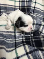 Mr. Brown-B, a male Shih Tzu for sale in Eldora, IA – 1 of 2
