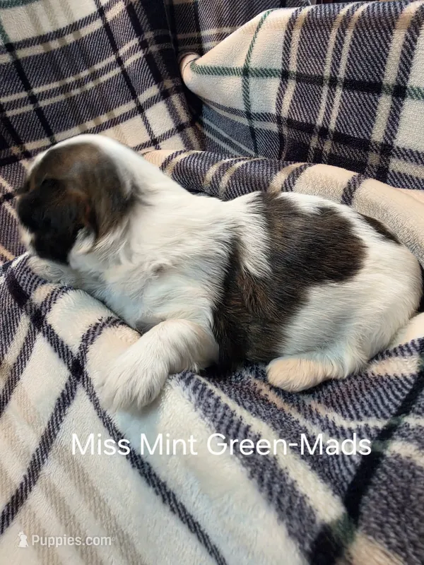Miss Mint Green-Mads – Shih Tzu puppy for sale in Eldora, IA