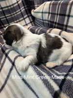 Miss Mint Green-Mads, a female Shih Tzu for sale in Eldora, IA – 1 of 2
