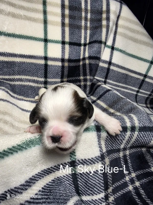 Mr. Sky Blue-L – Shih Tzu puppy for sale in Eldora, IA