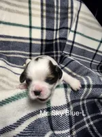 Mr. Sky Blue-L, a male Shih Tzu for sale in Eldora, IA – 1 of 2