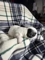 Miss Pink-B, a female Shih Tzu for sale in Eldora, IA – 2 of 2