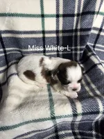 Miss White-L, a female Shih Tzu for sale in Eldora, IA – 2 of 2