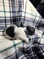 Miss Yellow-L, a female Shih Tzu for sale in Eldora, IA – 2 of 2