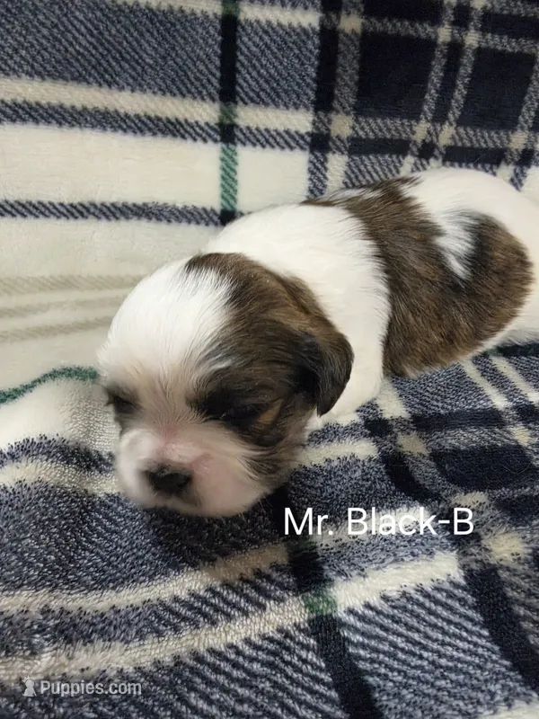 Mr. Black-B – Shih Tzu puppy for sale in Eldora, IA