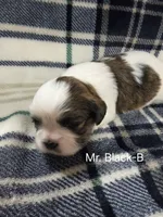 Mr. Black-B, a male Shih Tzu for sale in Eldora, IA – 1 of 2