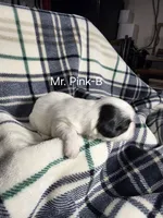 Mr. Pink-B, a male Shih Tzu for sale in Eldora, IA – 2 of 2