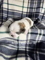 Miss Lavender-B, a female Shih Tzu for sale in Eldora, IA – 1 of 2
