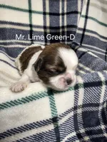 Mr. Lime Green-D, a male Shih Tzu for sale in Eldora, IA – 2 of 2