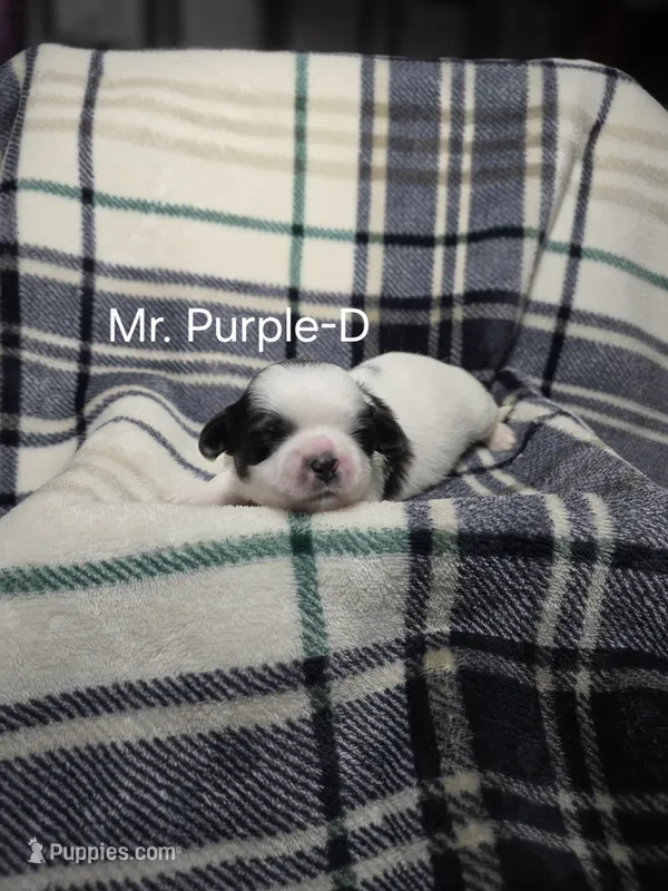Mr. Purple-D – Shih Tzu puppy for sale in Eldora, IA