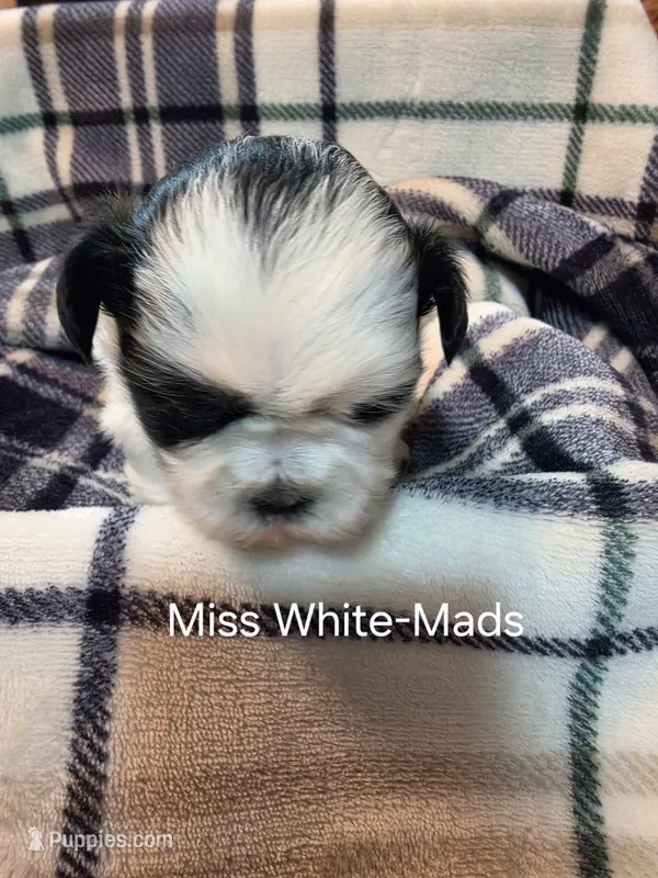 Miss White-Mads – Shih Tzu puppy for sale in Eldora, IA