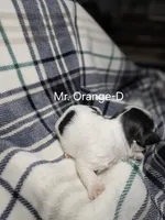 Mr. Orange-D, a male Shih Tzu for sale in Eldora, IA – 2 of 2