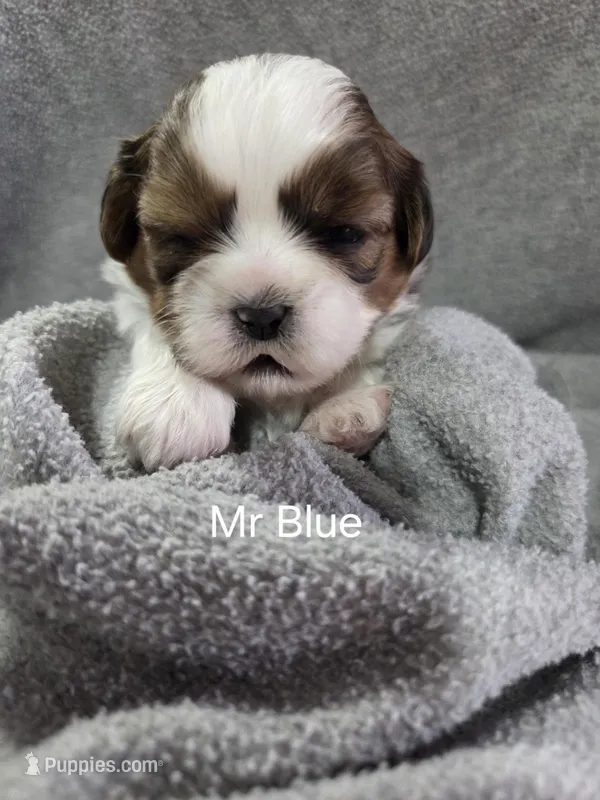 Mr Blue – Shih Tzu puppy for sale in Eldora, IA