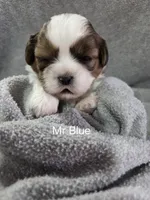 Mr Blue, a male Shih Tzu for sale in Eldora, IA – Photo 1 of 2