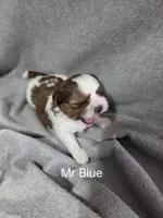 Mr Blue, a male Shih Tzu for sale in Eldora, IA – Photo 2 of 2