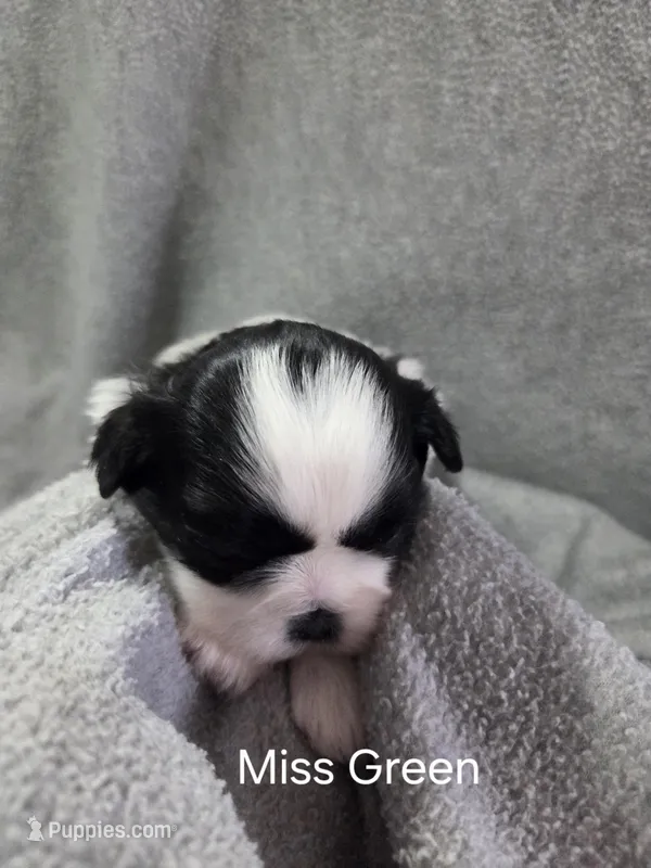 Miss Green – Shih Tzu puppy for sale in Eldora, IA
