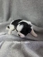 Miss Green, a female Shih Tzu for sale in Eldora, IA – Photo 2 of 2