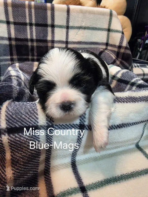Miss Country Blue-Mags – Shih Tzu puppy for sale in Eldora, IA