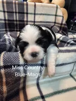 Miss Country Blue-Mags, a female Shih Tzu for sale in Eldora, IA – 1 of 2