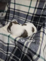 Mr. Tan-D, a male Shih Tzu for sale in Eldora, IA – 2 of 2