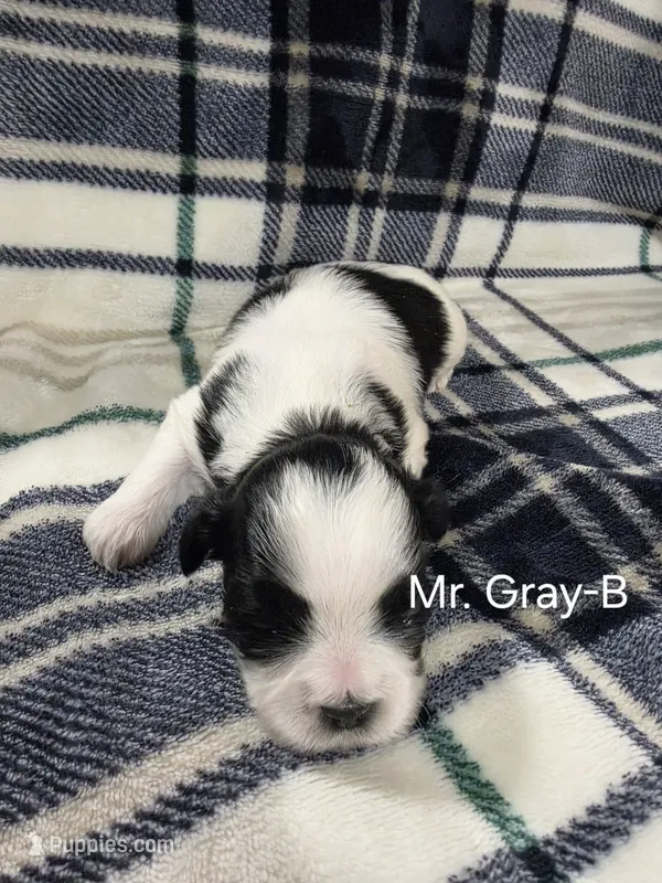 Mr. Gray-B – Shih Tzu puppy for sale in Eldora, IA