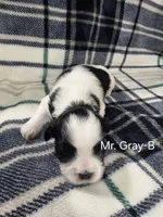 Mr. Gray-B, a male Shih Tzu for sale in Eldora, IA – 1 of 2