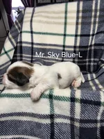 Mr. Sky Blue-L, a male Shih Tzu for sale in Eldora, IA – 2 of 2