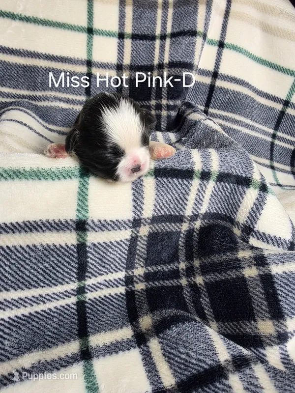 Miss Hot Pink-D – Shih Tzu puppy for sale in Eldora, IA