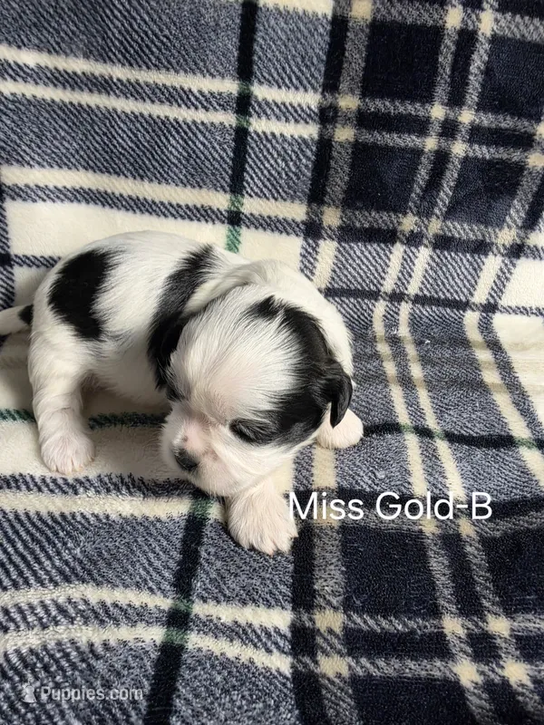 Miss Gold-B – Shih Tzu puppy for sale in Eldora, IA