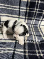Miss Gold-B, a female Shih Tzu for sale in Eldora, IA – 1 of 2