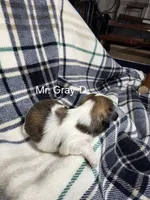 Mr. Gray-D, a male Shih Tzu for sale in Eldora, IA – 2 of 2