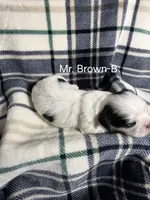 Mr. Brown-B, a male Shih Tzu for sale in Eldora, IA – 2 of 2