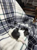 Miss Hot Pink-D, a female Shih Tzu for sale in Eldora, IA – 2 of 2